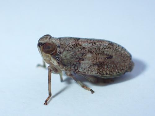 Réf. 297 848 : Issus coleoptratus